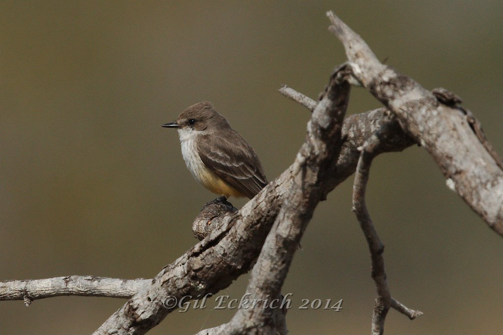 Vermillion Flycatcher 2014-01-25_2.jpg
